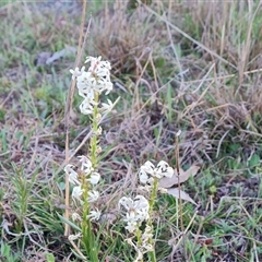 Stackhousia monogyna (Creamy Candles) at O'Malley, ACT - 8 Oct 2024 by Mike