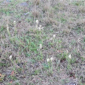 Stackhousia monogyna at O'Malley, ACT - 9 Oct 2024