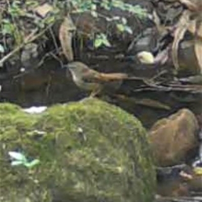 Sericornis frontalis (White-browed Scrubwren) at Kangaroo Valley, NSW - 7 Oct 2024 by lbradley