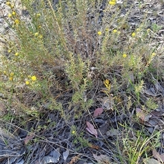 Hibbertia calycina (Lesser Guinea-flower) at Fisher, ACT - 8 Oct 2024 by LPadg