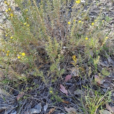 Hibbertia calycina (Lesser Guinea-flower) at Fisher, ACT - 9 Oct 2024 by LPadg