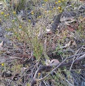 Hibbertia calycina at Fisher, ACT - 9 Oct 2024