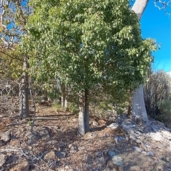 Brachychiton populneus subsp. populneus (Kurrajong) at Fisher, ACT - 8 Oct 2024 by LPadg