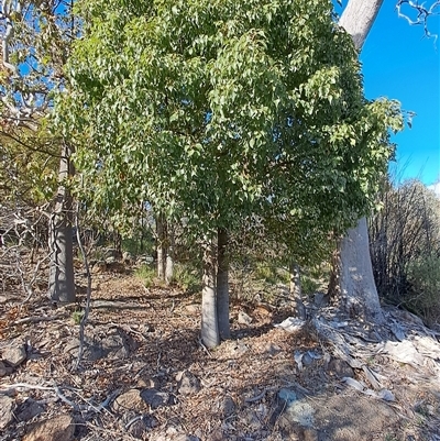 Brachychiton populneus subsp. populneus (Kurrajong) at Fisher, ACT - 8 Oct 2024 by LPadg