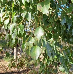 Brachychiton populneus subsp. populneus at Fisher, ACT - 9 Oct 2024 08:54 AM