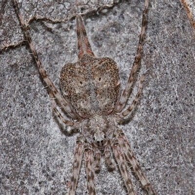 Tamopsis sp. (genus) (Two-tailed spider) at Acton, ACT - 3 Aug 2024 by TimL