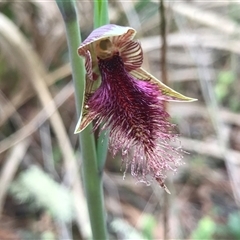 Calochilus platychilus (Purple Beard Orchid) at Acton, ACT - 8 Oct 2024 by PeterR