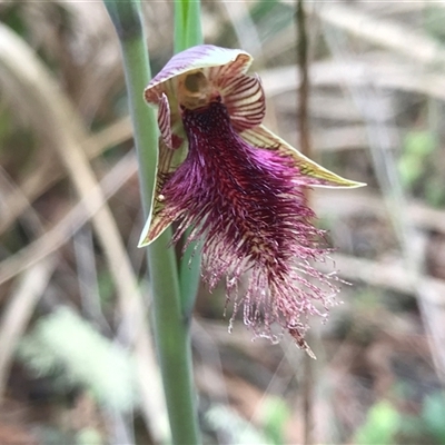 Calochilus platychilus (Purple Beard Orchid) at Acton, ACT - 8 Oct 2024 by PeterR