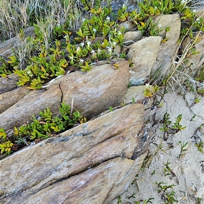 Wilsonia backhousei (Narrow-leafed Wilsonia) at Narooma, NSW - 9 Oct 2024 by BethanyDunne