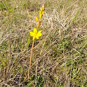 Bulbine bulbosa at Kambah, ACT - 9 Oct 2024 09:38 AM