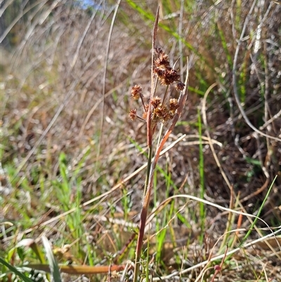 Luzula sp. (Woodrush) at Kambah, ACT - 8 Oct 2024 by LPadg