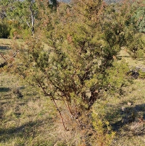 Hakea decurrens subsp. decurrens at Kambah, ACT - 9 Oct 2024