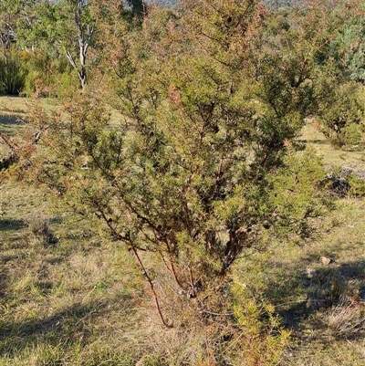 Hakea decurrens subsp. decurrens (Bushy Needlewood) at Kambah, ACT - 8 Oct 2024 by LPadg