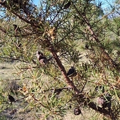 Hakea decurrens subsp. decurrens at Kambah, ACT - 9 Oct 2024