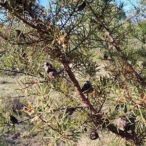 Hakea decurrens subsp. decurrens at Kambah, ACT - 9 Oct 2024