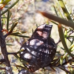 Hakea decurrens subsp. decurrens at Kambah, ACT - 9 Oct 2024