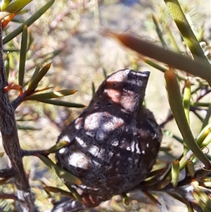 Hakea decurrens subsp. decurrens at Kambah, ACT - 9 Oct 2024