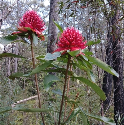 Telopea speciosissima (NSW Waratah) at Carrington Falls, NSW - 5 Oct 2024 by mahargiani