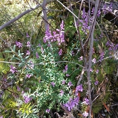 Comesperma ericinum (Heath Milkwort) at Robertson, NSW - 5 Oct 2024 by mahargiani