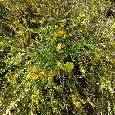 Unidentified Pea at Robertson, NSW - 5 Oct 2024 by mahargiani