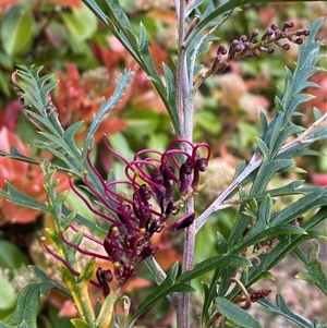 Grevillea sp. at Lyneham, ACT - suppressed