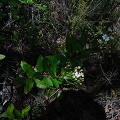 Olearia elliptica (Sticky Daisy Bush) at Robertson, NSW - 5 Oct 2024 by mahargiani