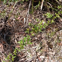 Podolobium ilicifolium (prickly shaggy-pea) at Robertson, NSW - 5 Oct 2024 by mahargiani