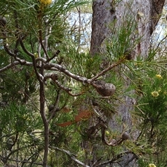 Isopogon anethifolius at Robertson, NSW - 5 Oct 2024 by mahargiani