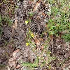 Hibbertia empetrifolia subsp. empetrifolia at Robertson, NSW - 5 Oct 2024 by mahargiani