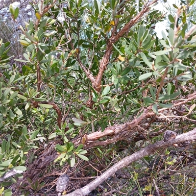 Unidentified Other Shrub at Upper Kangaroo Valley, NSW - 5 Oct 2024 by mahargiani