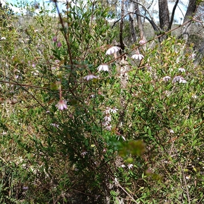 Bauera rubioides (Wiry Bauera) at Upper Kangaroo Valley, NSW - 5 Oct 2024 by mahargiani