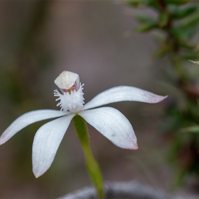 Caladenia ustulata (Brown Caps) at Bonner, ACT - 7 Oct 2024 by Cmperman