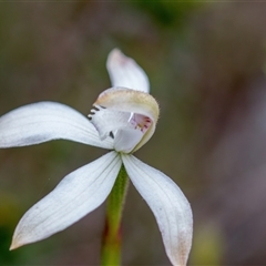 Caladenia ustulata at Bonner, ACT - 7 Oct 2024