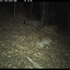 Potorous tridactylus (Long-nosed Potoroo) at Pappinbarra, NSW - 4 Oct 2024 by jonvanbeest