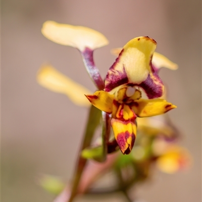 Diuris pardina (Leopard Doubletail) at Bonner, ACT - 7 Oct 2024 by Cmperman