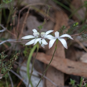 Caladenia ustulata at Bonner, ACT - suppressed