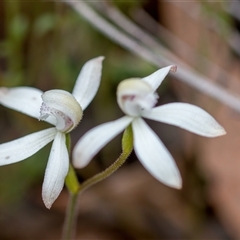 Caladenia ustulata at Bonner, ACT - suppressed