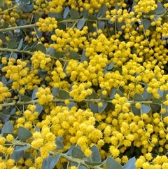 Acacia cultriformis (Knife Leaf Wattle) at Lyneham, ACT - 2 Oct 2024 by Mulch