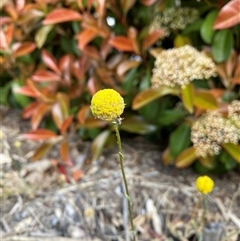 Craspedia sp. (Billy Buttons) at Lyneham, ACT - 2 Oct 2024 by Mulch