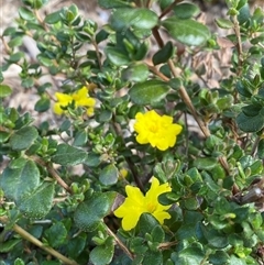 Hibbertia sp. (Guinea Flower) at Lyneham, ACT - 2 Oct 2024 by Mulch