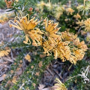 Grevillea sp. at Lyneham, ACT - suppressed