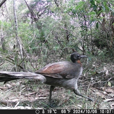 Menura novaehollandiae (Superb Lyrebird) at Oakdale, NSW - 9 Oct 2024 by bufferzone