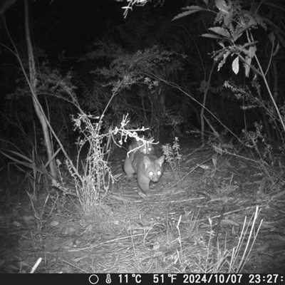 Trichosurus vulpecula (Common Brushtail Possum) at Oakdale, NSW - 9 Oct 2024 by bufferzone