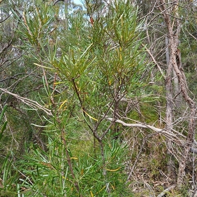 Lambertia formosa (Mountain Devil) at Barrengarry, NSW - 5 Oct 2024 by mahargiani