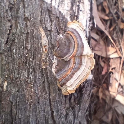 Trametes versicolor (Turkey Tail) at Barrengarry, NSW - 5 Oct 2024 by mahargiani