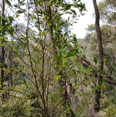 Dodonaea triquetra (Large-leaf Hop-Bush) at Barrengarry, NSW - 5 Oct 2024 by mahargiani