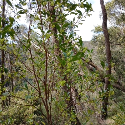 Dodonaea triquetra (Large-leaf Hop-Bush) at Barrengarry, NSW - 5 Oct 2024 by mahargiani