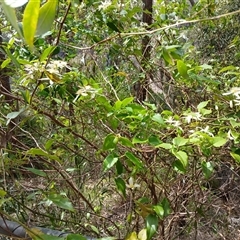 Lonicera japonica at Barrengarry, NSW - 5 Oct 2024 by mahargiani