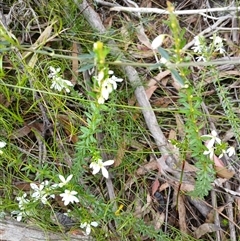 Tetratheca thymifolia (Black-eyed Susan) at Barrengarry, NSW - 5 Oct 2024 by mahargiani