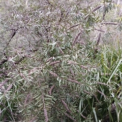 Melaleuca citrina at Fitzroy Falls, NSW - 5 Oct 2024 by mahargiani